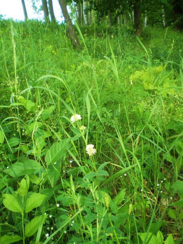 Kalninis dobilas (Trifolium montanum)